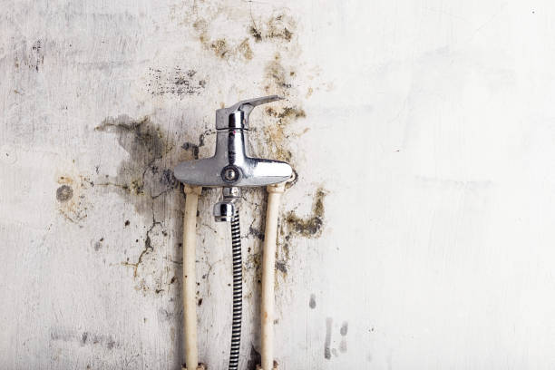 Best Home Mold Removal  in Santa Clarita, CA