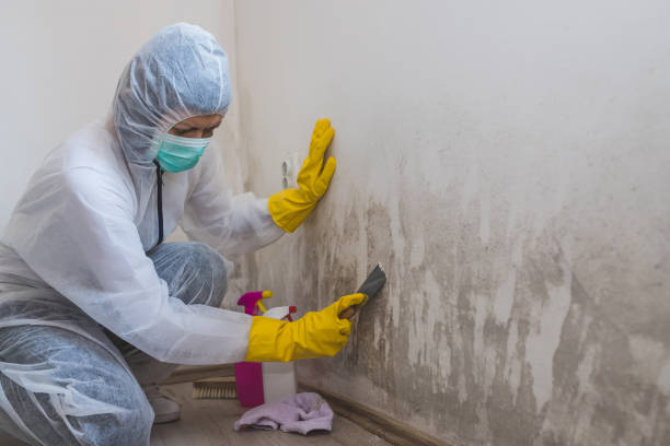 Best Toxic Mold Removal  in Santa Clarita, CA