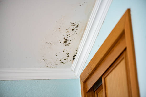 Home Mold Removal in Santa Clarita, CA