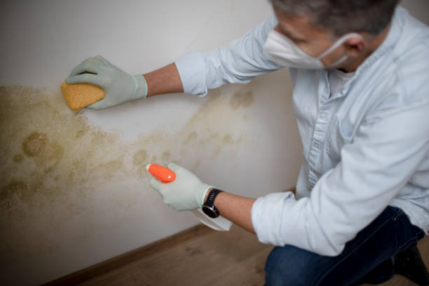 Best Mold Remediation  in Santa Clarita, CA
