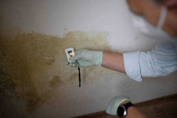 Best Professional Mold Removal  in Santa Clarita, CA