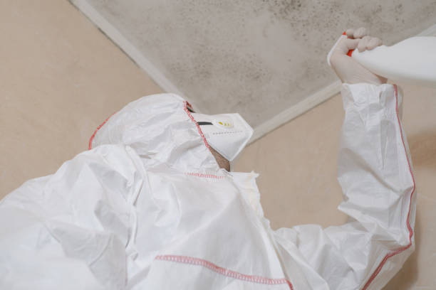 Best Fast Mold Removal  in Santa Clarita, CA