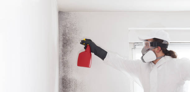 Best Toxic Mold Removal  in Santa Clarita, CA