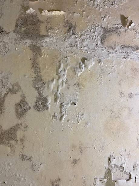 Best Crawl Space Mold Removal  in Santa Clarita, CA
