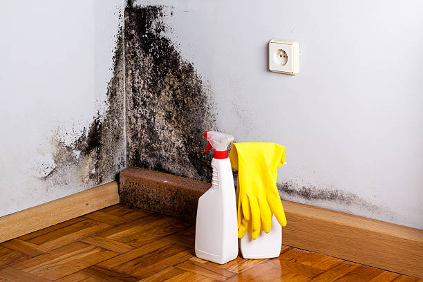 Best Mold Damage Repair  in Santa Clarita, CA