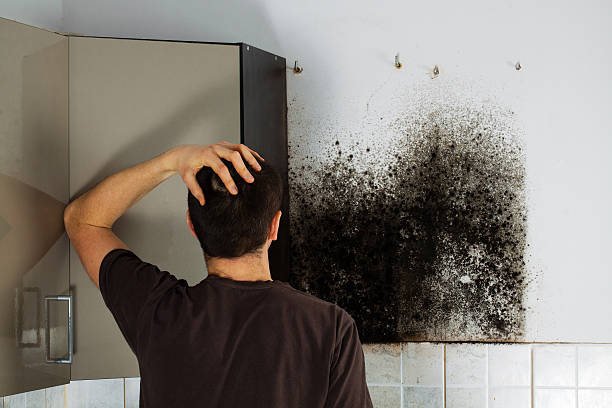 Reliable Santa Clarita, CA Mold Removal Solutions