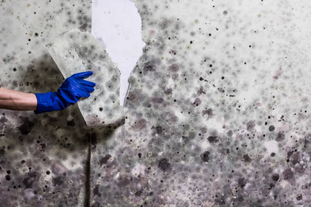 Best Commercial Mold Removal  in Santa Clarita, CA