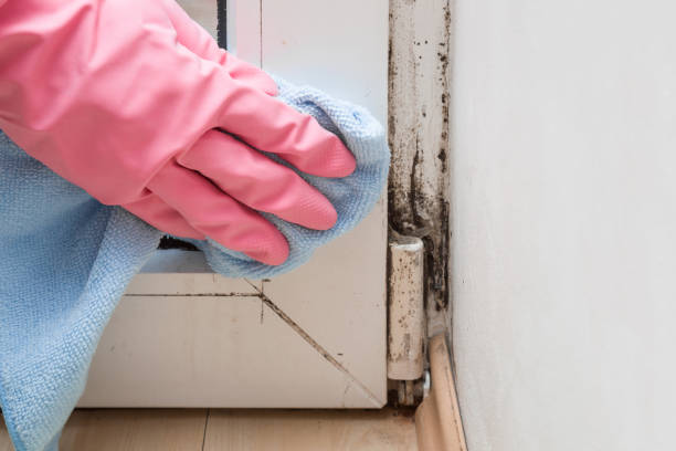 Best Certified Mold Removal  in Santa Clarita, CA